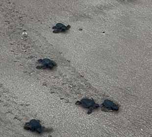 Turtles en route to the ocean