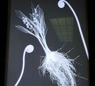 Etwas ganz neues,Bilder durch Röntgenstrahlen