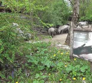 Afrikabereich - Breitmaulnashorn