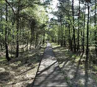 Impressionen vom Rundgang durch das Pietzmoor