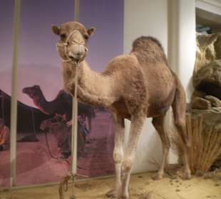 Zoologisches Forschungsmuseum Alexander Koenig