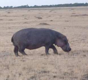 Spätaufsteher auf dem Weg zum Wasser
