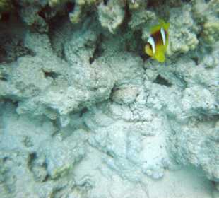 Dolphintour mit Oototo zum Zweiten