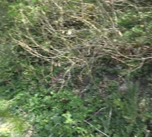 Waldlehrpfad an der Lauter