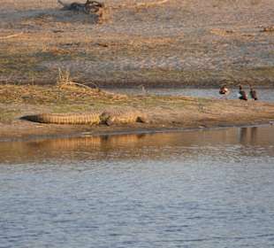 Tierbeobachtung am Boteti