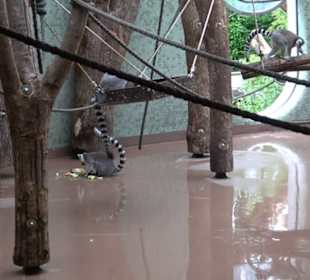 Tierpark Hellabrunn - Welt der Affen