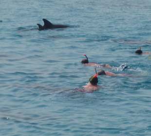 Und noch mal Schnorcheln mit den Delphinen