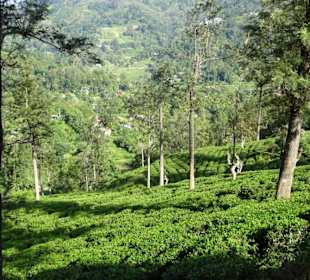 Elefantenreiten Sigiriya