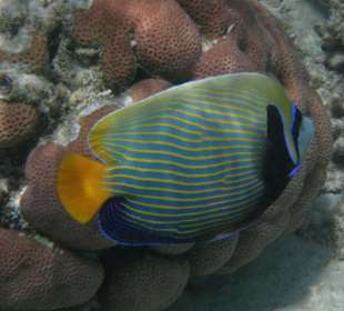 Imperatorkaiserfisch von seiner besten Seite