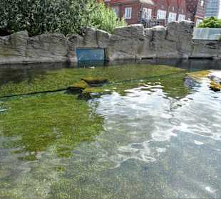Bei den Pinguinen im Zoo am Meer
