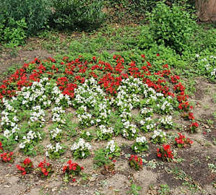 Frankenwappen in Blumenform