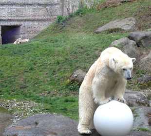 Eisbären