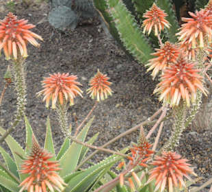 Parque Botánico de Maspalomas 13-02-2013