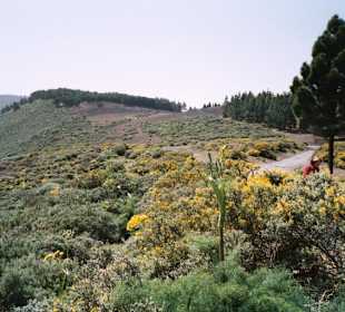 Landschaft bei Pinos de Galdar - Gran Canaria