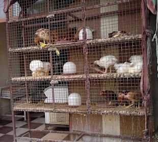 Hühner frisch Verkauf