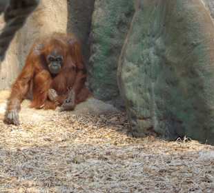 Orang-Utan