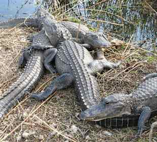Everglades National Park: Anhinga Trail
