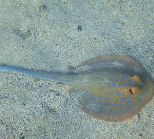 Fische