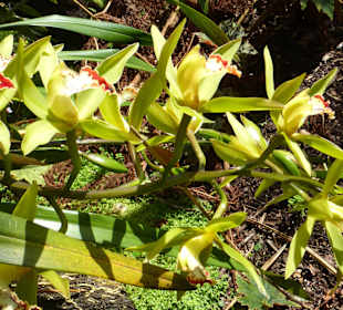 Im Tropical Garden: prachtvolle Orchideen