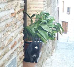 Улочки толедо