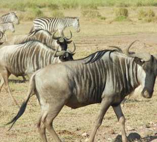 Gnus im Amboseli 