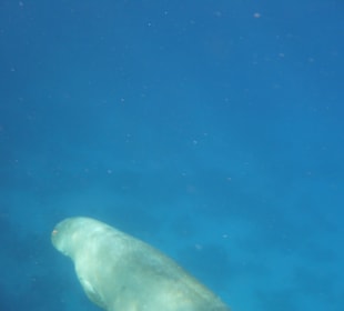 Dugong