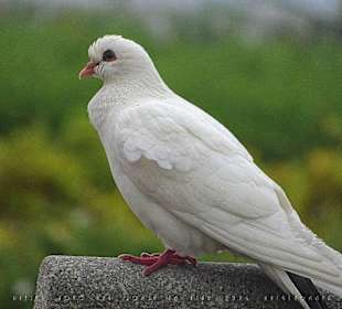 Weiße Taube an der Funchaler Hafenpromenade