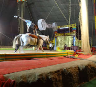 Einziges Pferd der Vorstellung