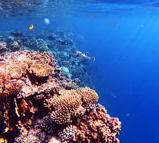 Schnorcheln Marsa Alam