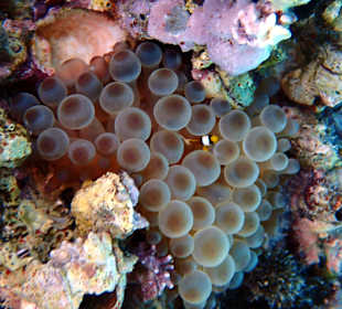 Schnorcheln Hurghada