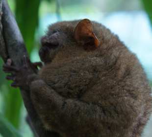 Tarsier