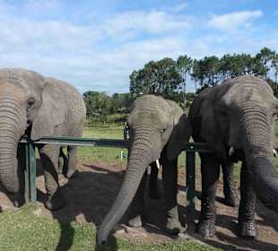 Knynsa Elephant Park