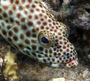 Rostflecken-Zackenbarsch