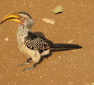 Südlicher Gelbschnabeltoko lauert auf Essen
