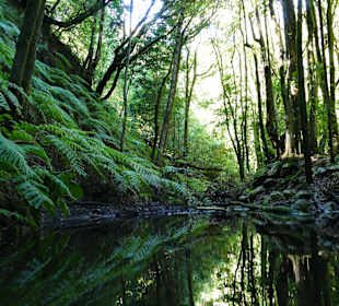Nationalpark Garajonay