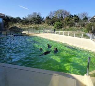 Die Beckenanlage der Seehundstation