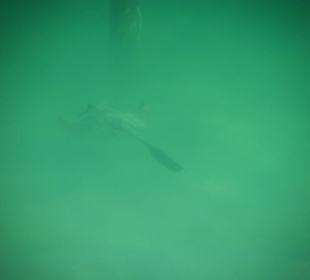 Blaupunktrochen am Steg