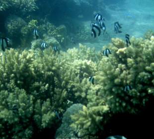 Unterwasserwelt Strandriff
