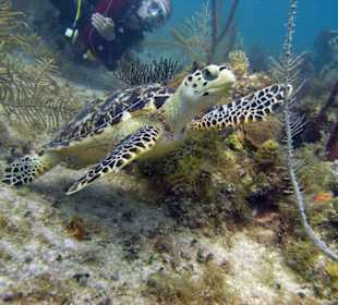 Unterwasserwelt Sosua Merlin Tauchschule