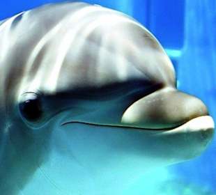 Dolphin