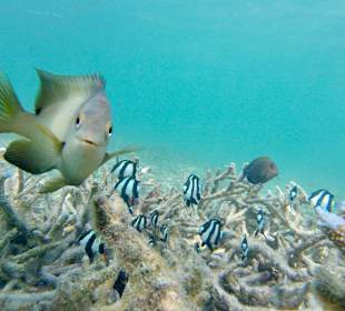 Schnorcheln Flic en Flac