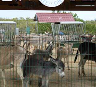 Pflegestation Jungtiere