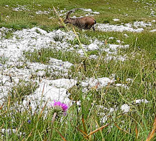 Wandern Mittelberg (Vorarlberg)