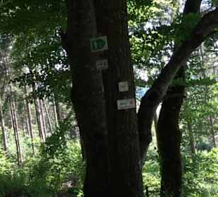 Ruine Hohenmelchingen