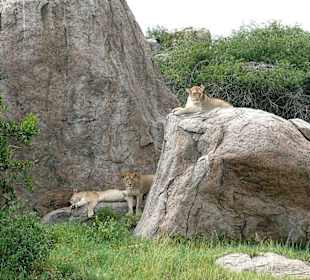 Löwen auf  den  Kopjes - 