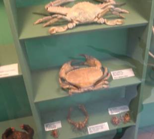 Naturhistorisches Museum