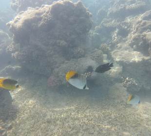 Schnorcheln Hurghada