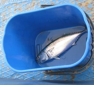 Hafenrundfahrt Valletta