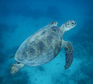 Echte Karettschildkröte