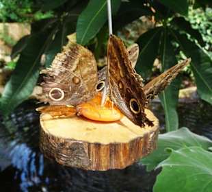 Rundgang durch den Jardin des Papillons